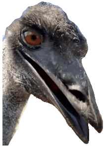 Meme pic of emu